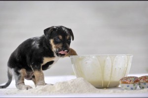 Puppy in cake mix
