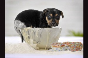 Puppy in cake mix